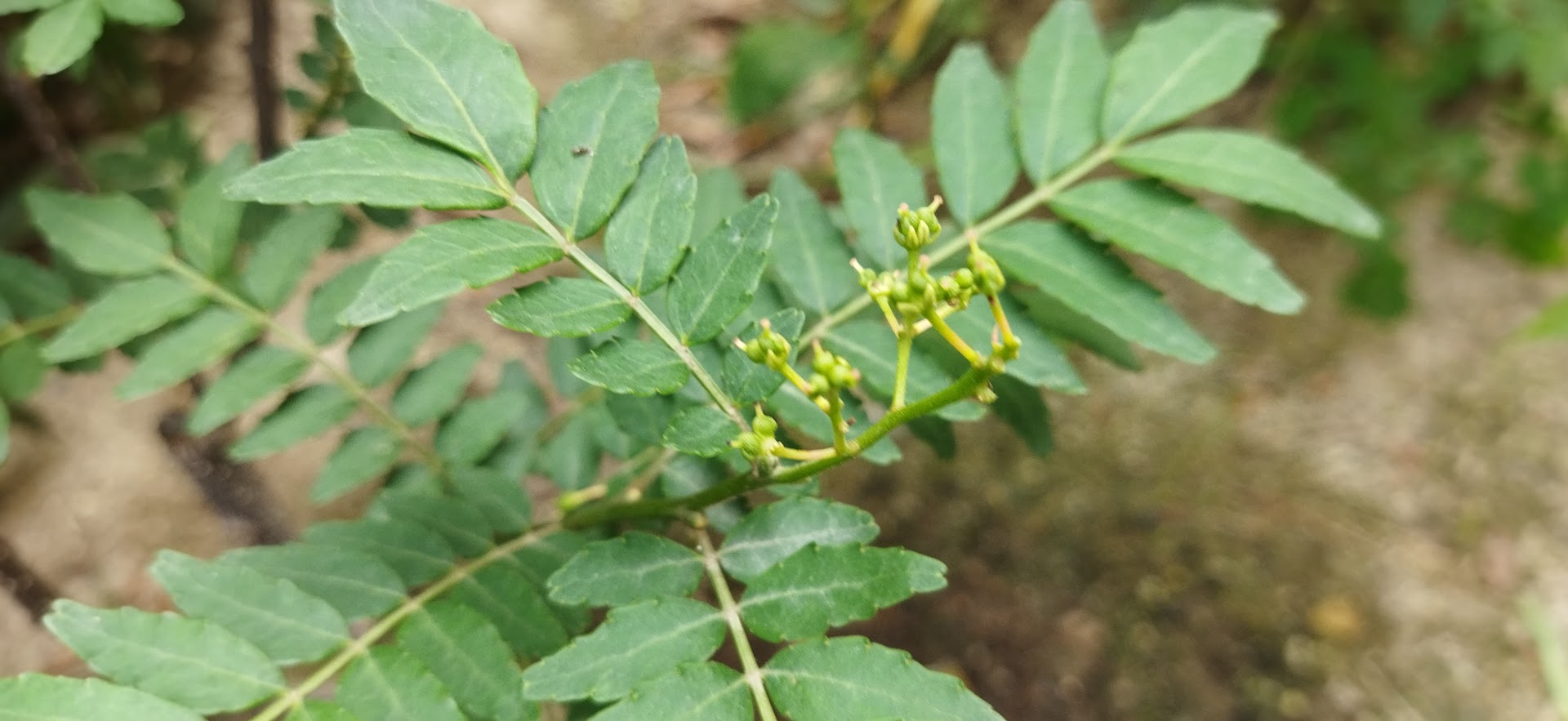 朝倉山椒の実は今年はダメでした 残念 末庭