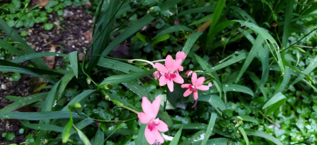 フリージア ラクサ 末吉庭園管理