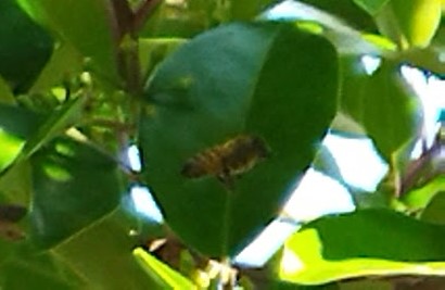 クロガネモチに来たミツバチ