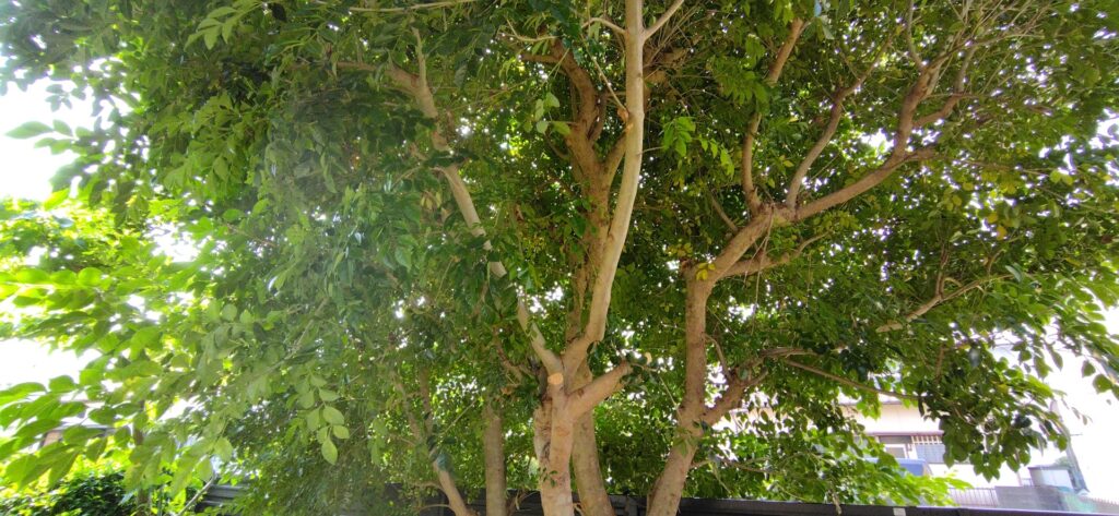 シマトネリコの剪定 毎年元気よく茂ります 末吉庭園管理 末庭の日々の小さな記録 シマトネリコ