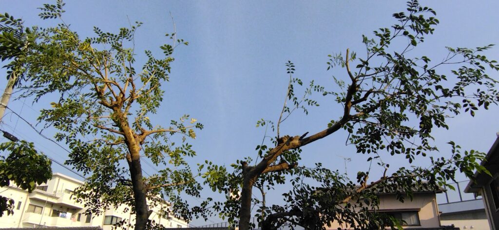 シマトネリコの剪定 毎年元気よく茂ります 末吉庭園管理 末庭の日々の小さな記録 シマトネリコ