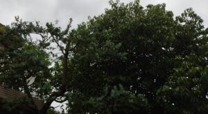 キンモクセイの剪定 大きくなりますね 末吉庭園管理 末庭の日々の小さな記録