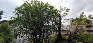 キンモクセイを剪定して透かしました 末庭