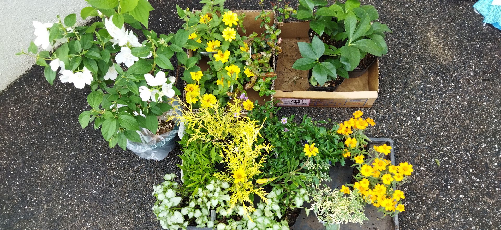 ツツジの撤去と園芸