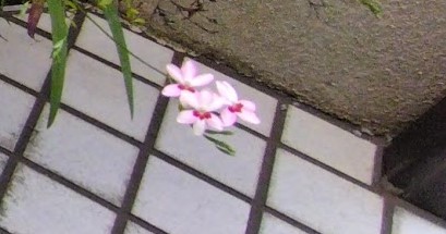 白×ピンク