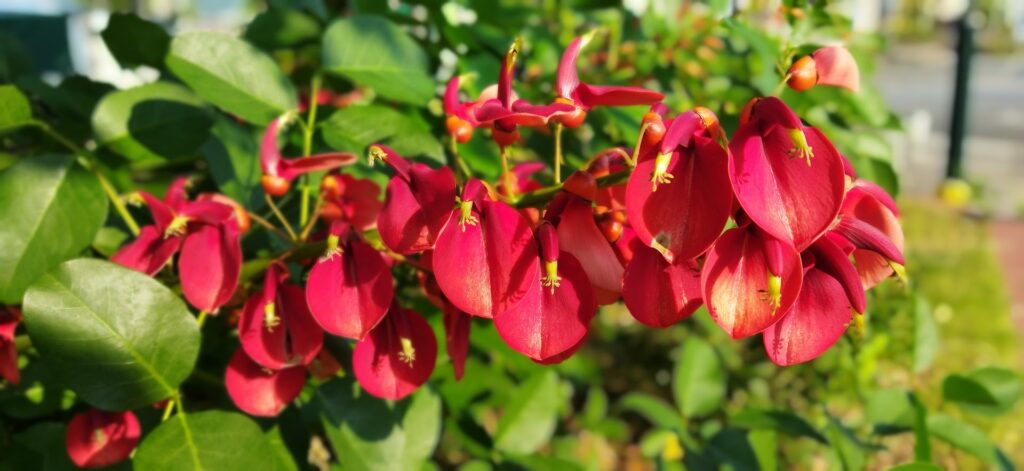 アメリカデイゴの花が咲き始めています 末庭 日々の小さな記録 アメリカデイゴ 21年6月7日