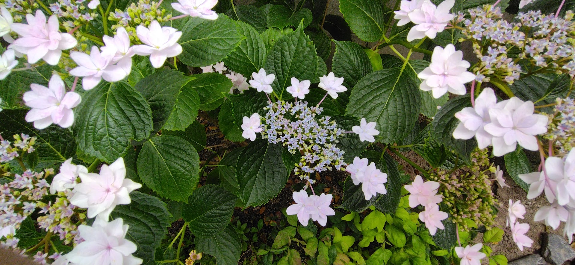 隅田の花火の特徴 末庭