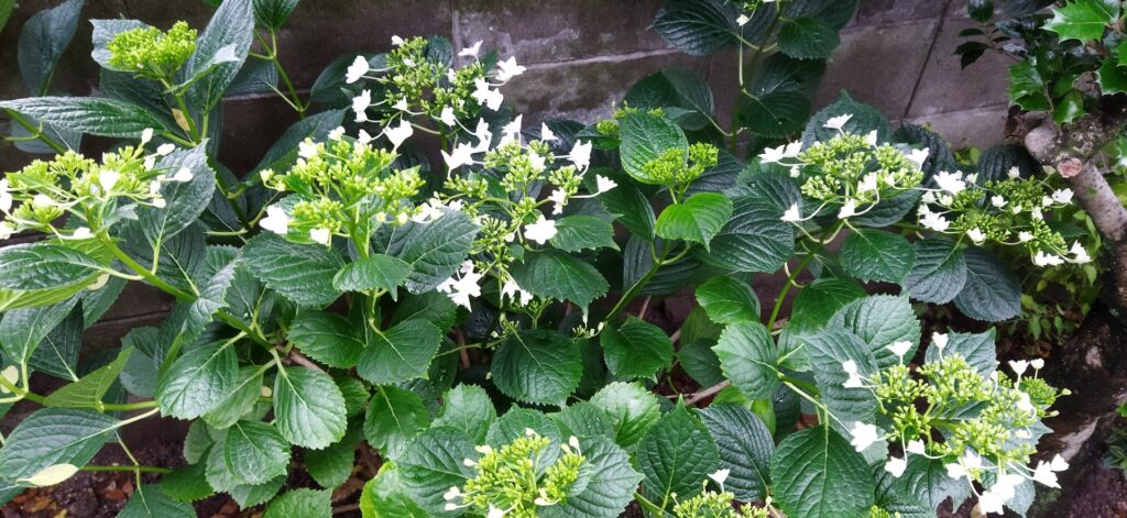 隅田の花火の特徴 末庭