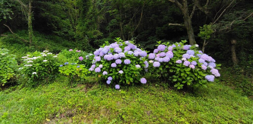 いろいろな紫陽花