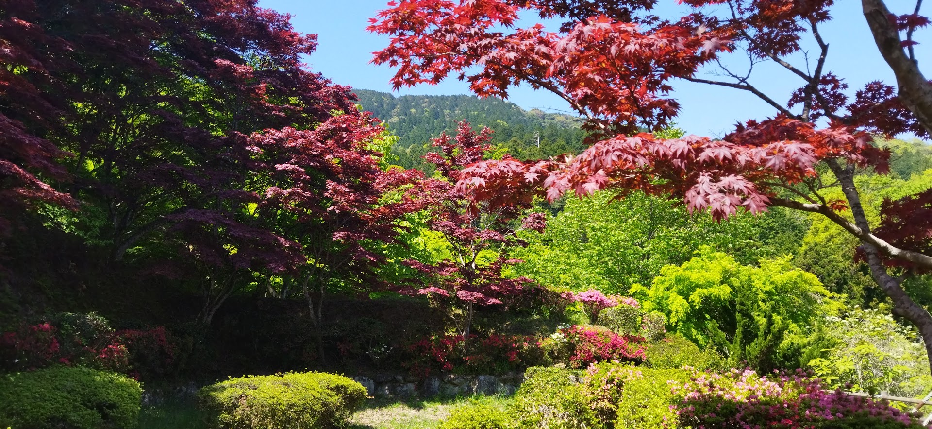 モミジの剪定は玉散らしや自然風などさまざまですね