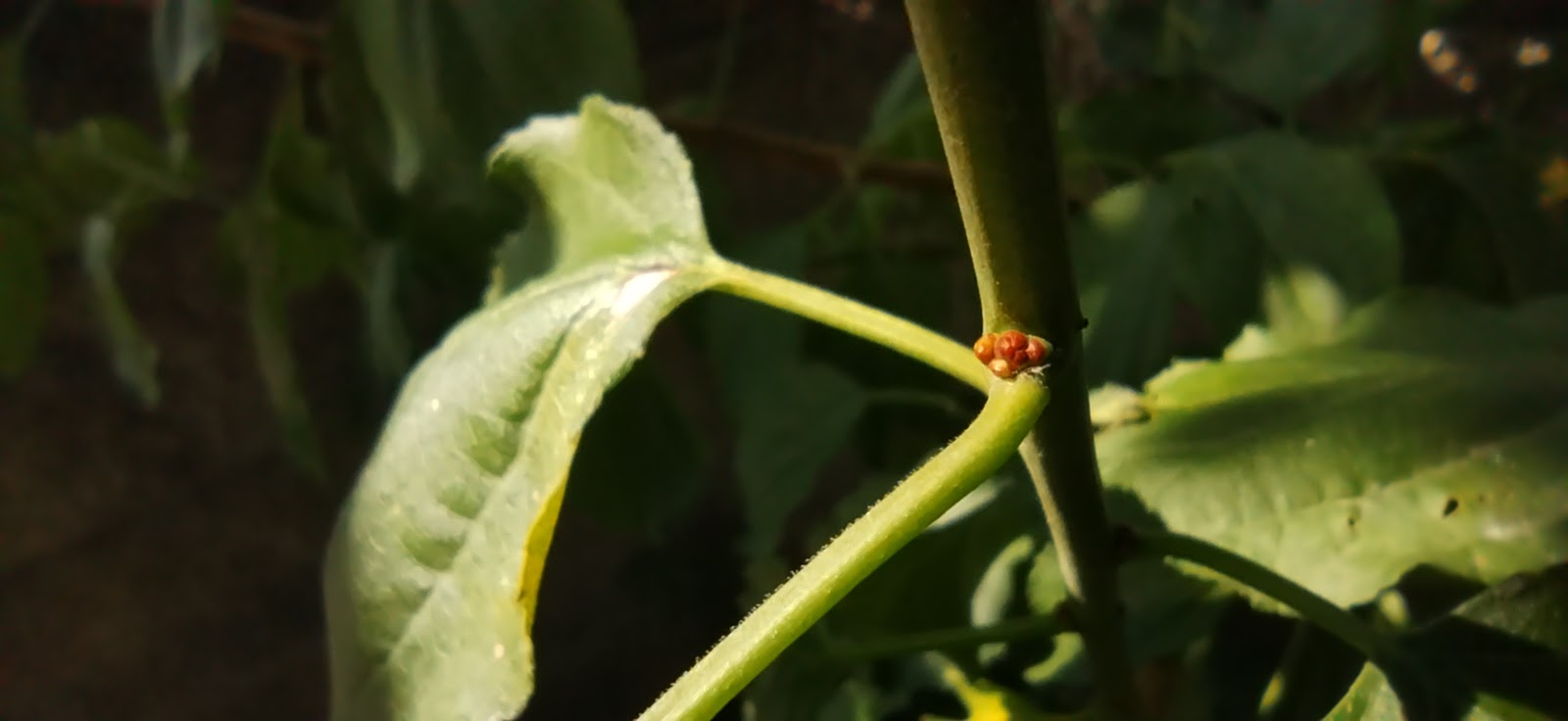 ウメの木を剪定しました