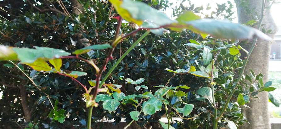 四季咲きバラの剪定はどこまで切り戻せば良いでしょうか 末庭 四季咲きバラの剪定はどこまで切り戻せば良いでしょうか 末庭