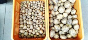 春ジャガイモの種芋を購入して浴光育芽しています（2022）