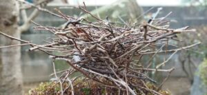 キジバトの巣の構造と分解