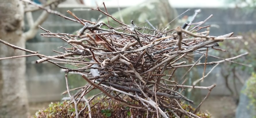 キジバトの巣