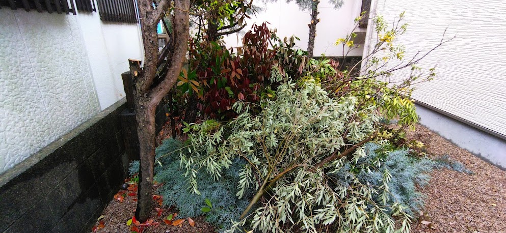 剪定した枝の処分と残りの伐採と伐根を行いました 末庭