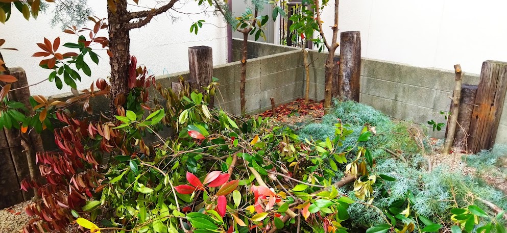 剪定した枝の処分と残りの伐採と伐根を行いました 末庭