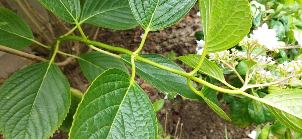 アジサイの花芽を増やしています 末庭
