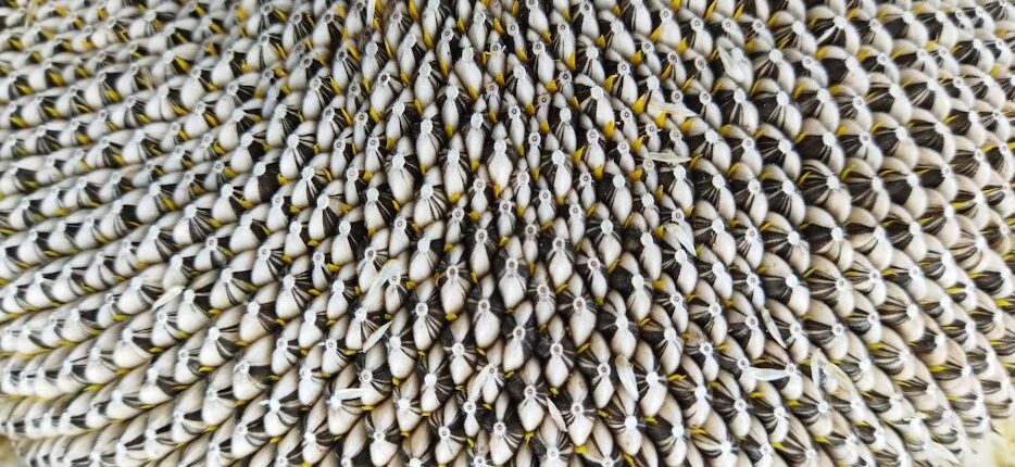 ヒマワリの収穫と乾燥でもたくさんの発見があり楽しかったです