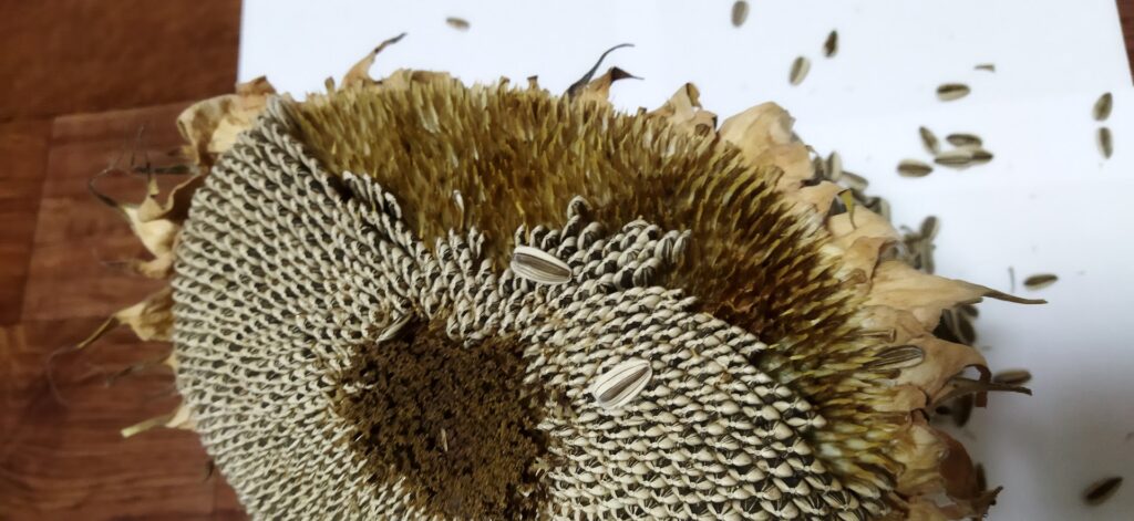 ヒマワリの収穫と乾燥でもたくさんの発見があり楽しかったです