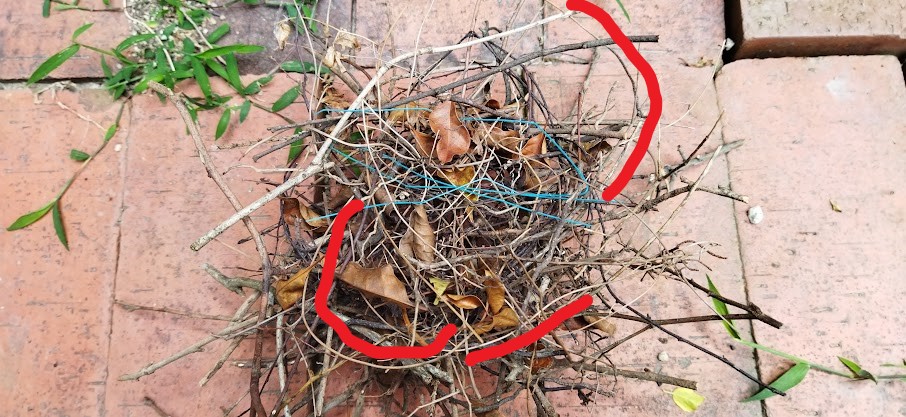 シマトネリコの木にあった巣