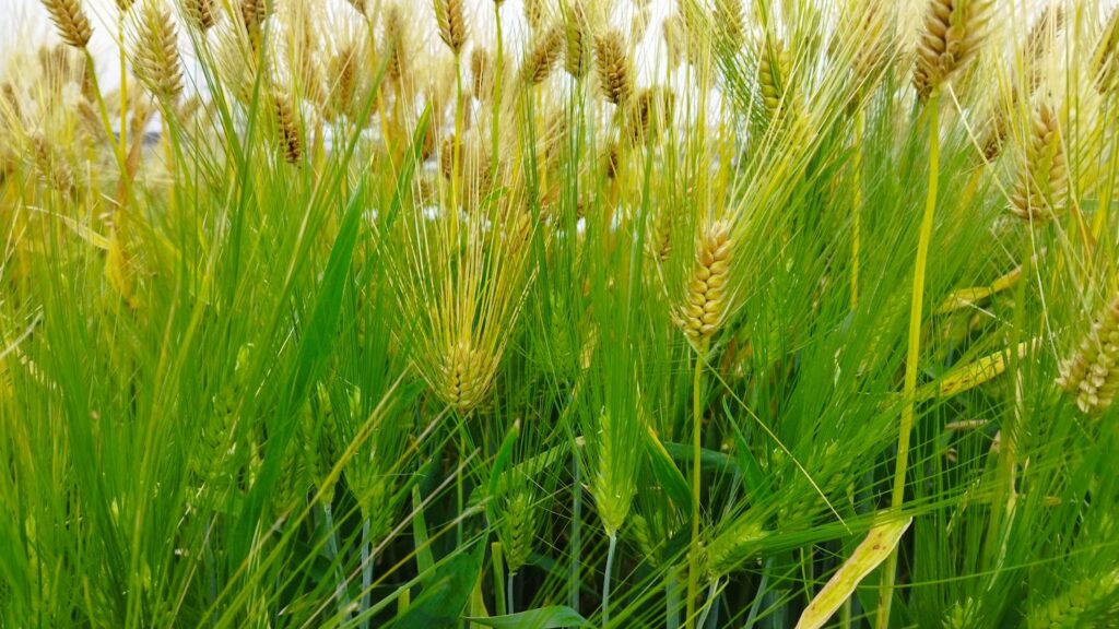 六条大麦の収穫