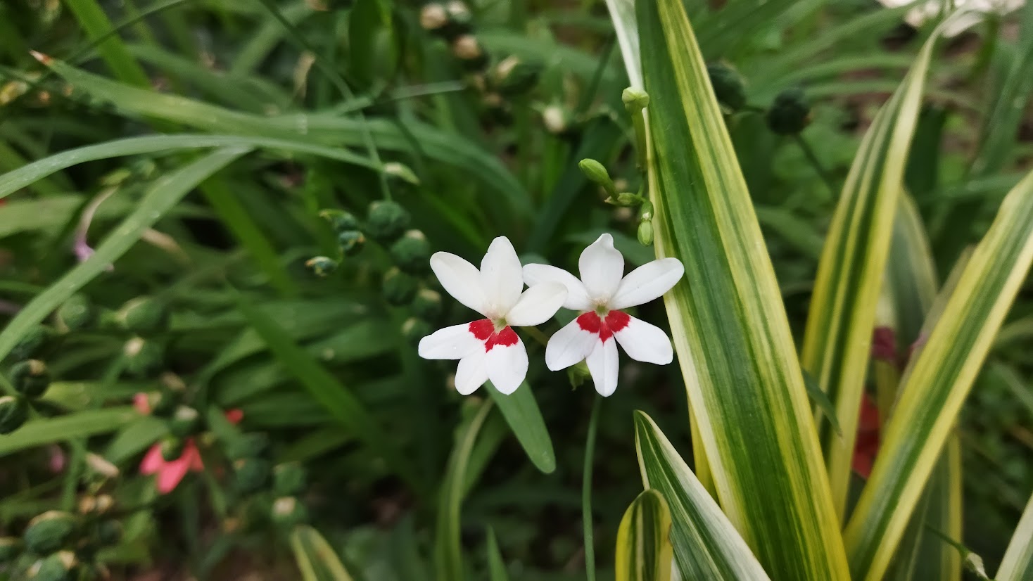 フリージア・ラクサの白色の花