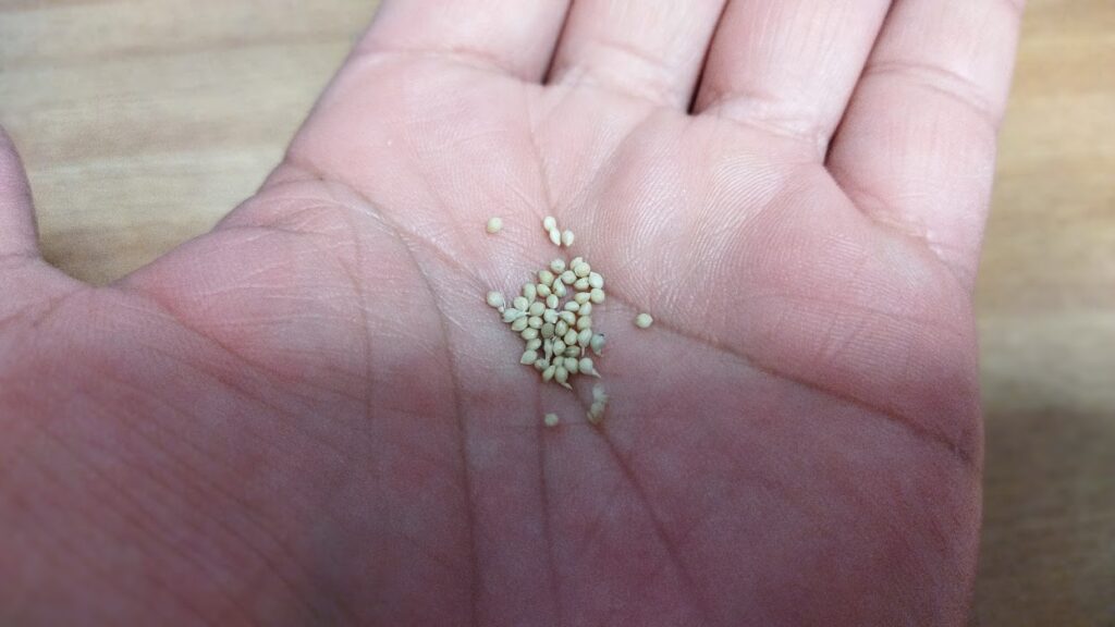 小さなもちアワの種子