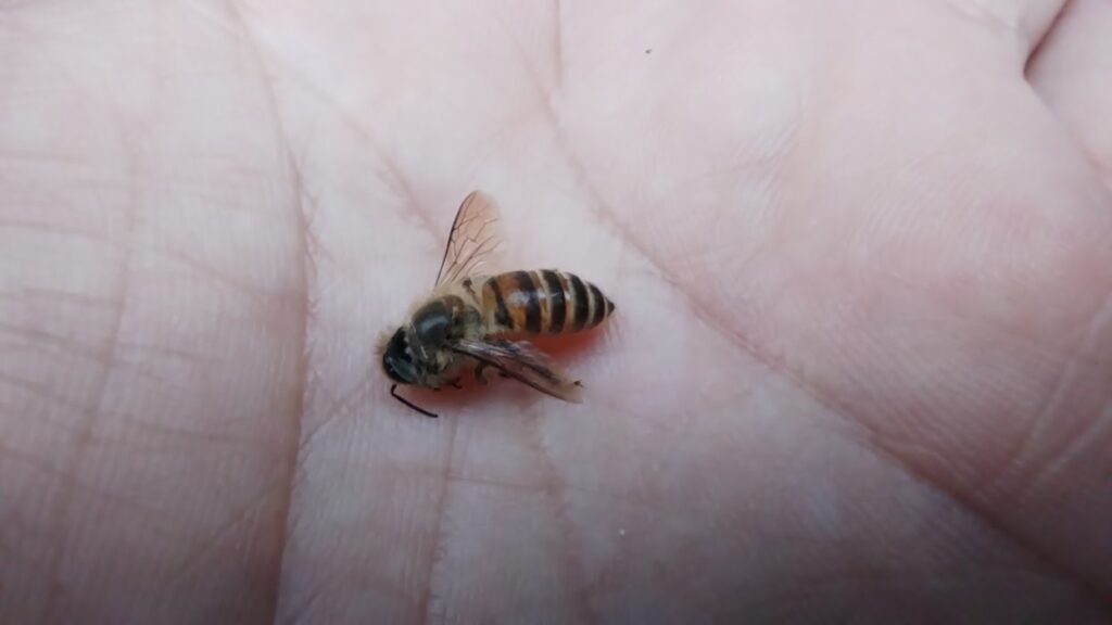 死んでいるミツバチ