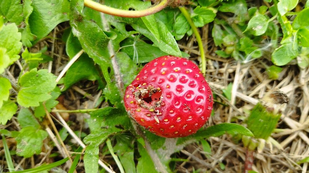 アリに食べられたイチゴ