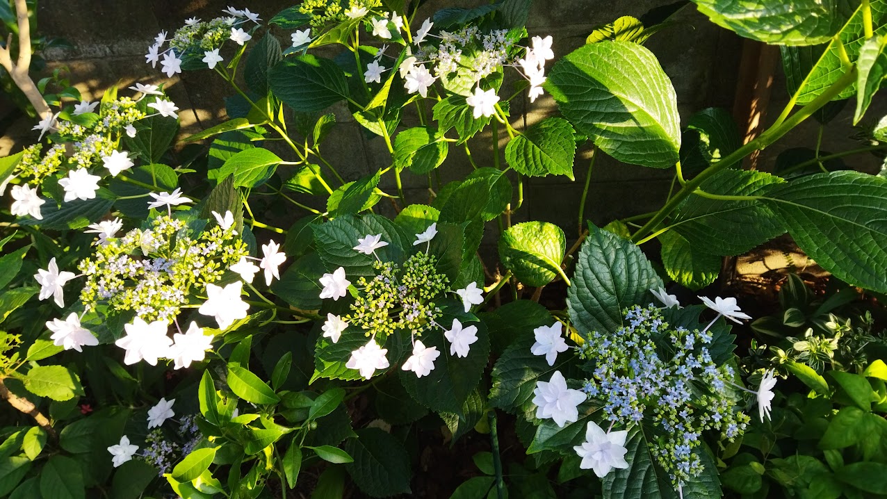 墨田の花火が咲きました