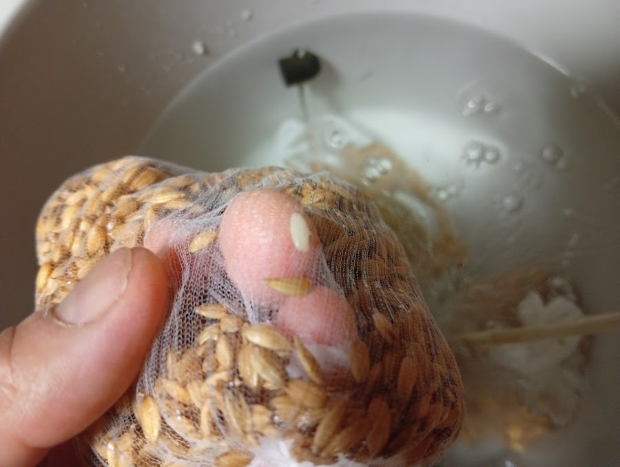 陸稲が膨らんできた