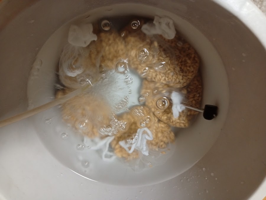 浸種開始