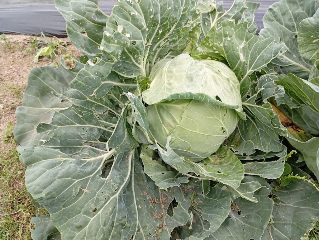 ２代目のキャベツ