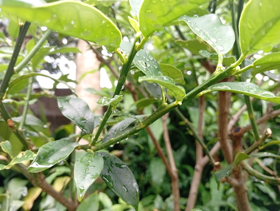 途中にも花芽