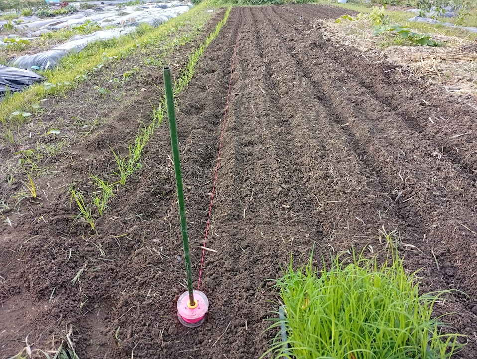 水糸を張り等間隔に植えます