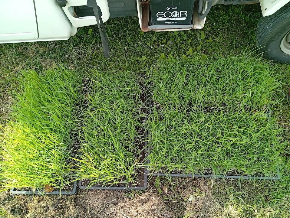 植え付けた育苗箱
