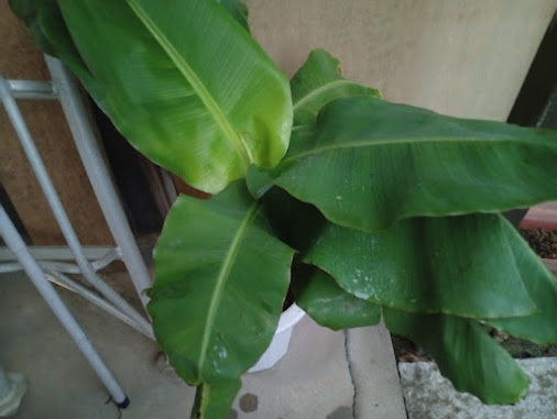 モンキーバナナ