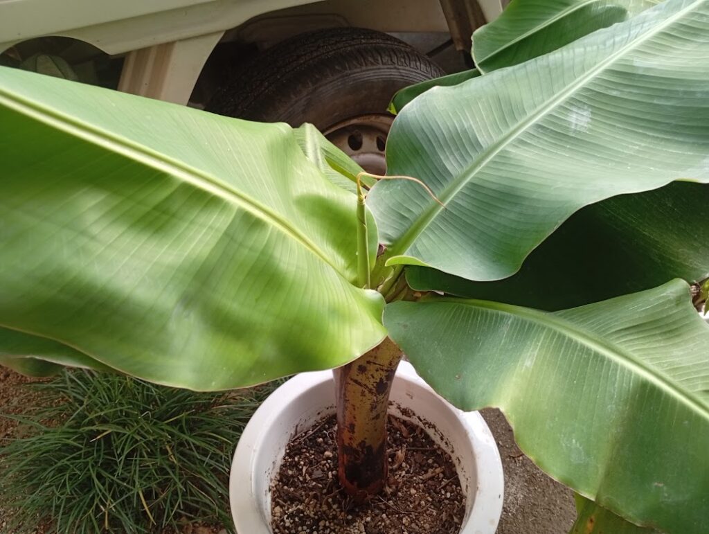 大きいほうのバナナ