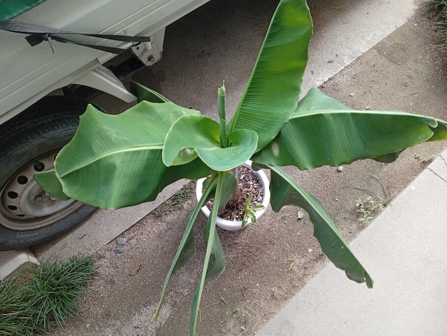 小さいほうのバナナ