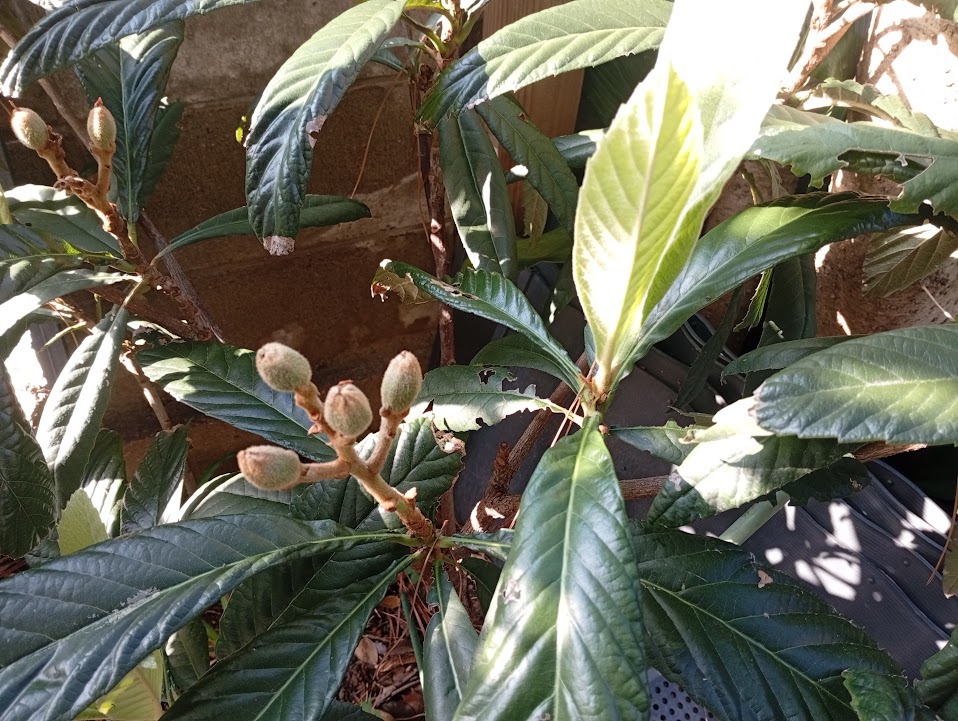 摘蕾は終わっています