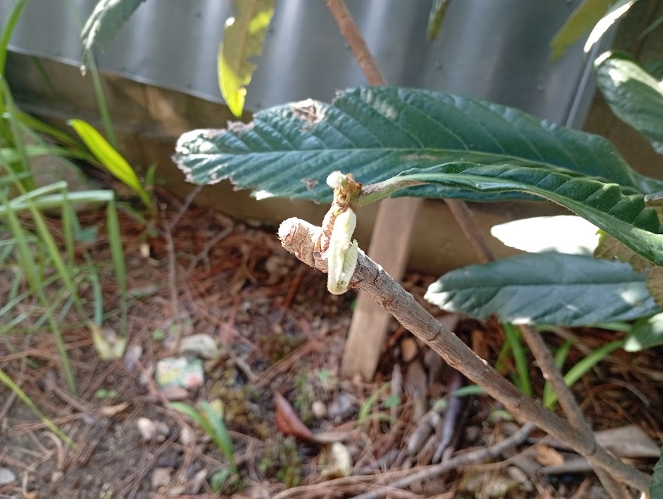 変な位置から新芽が出ています