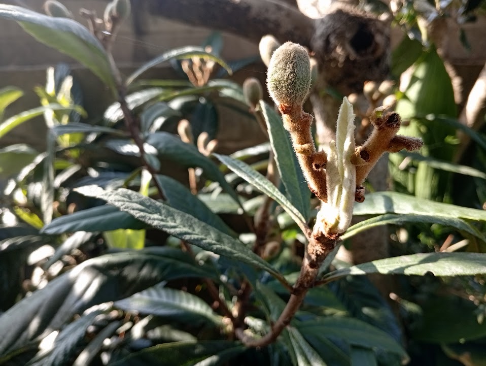 実の脇から新芽