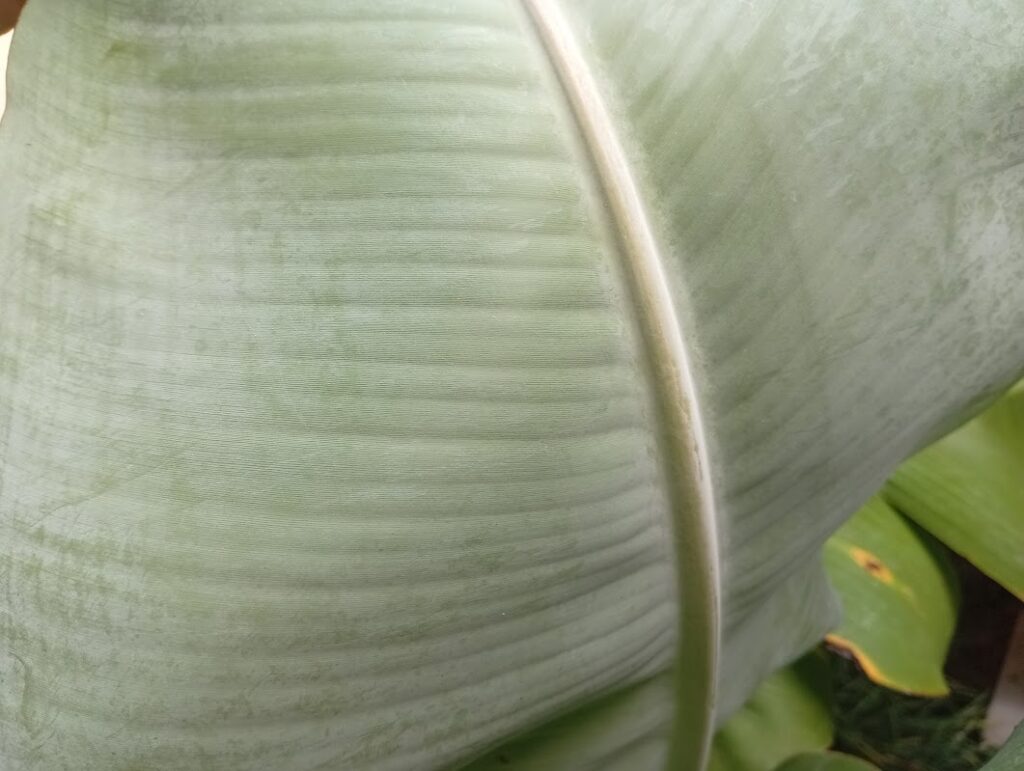 葉の裏が白い