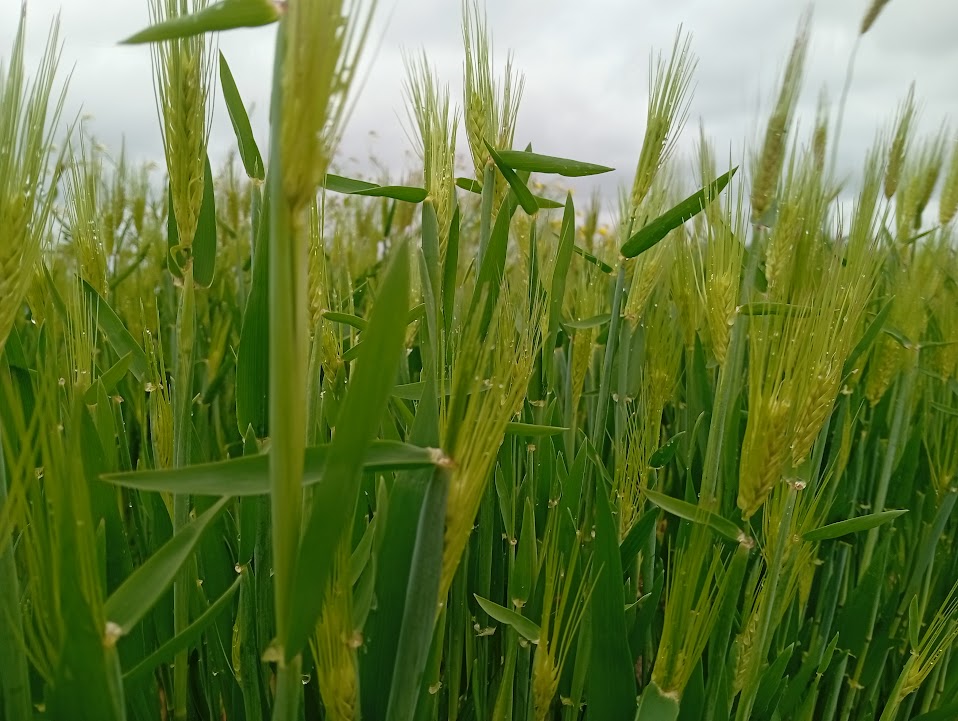 キレイな穂