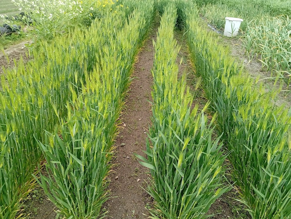 病気の穂を取り除いた後