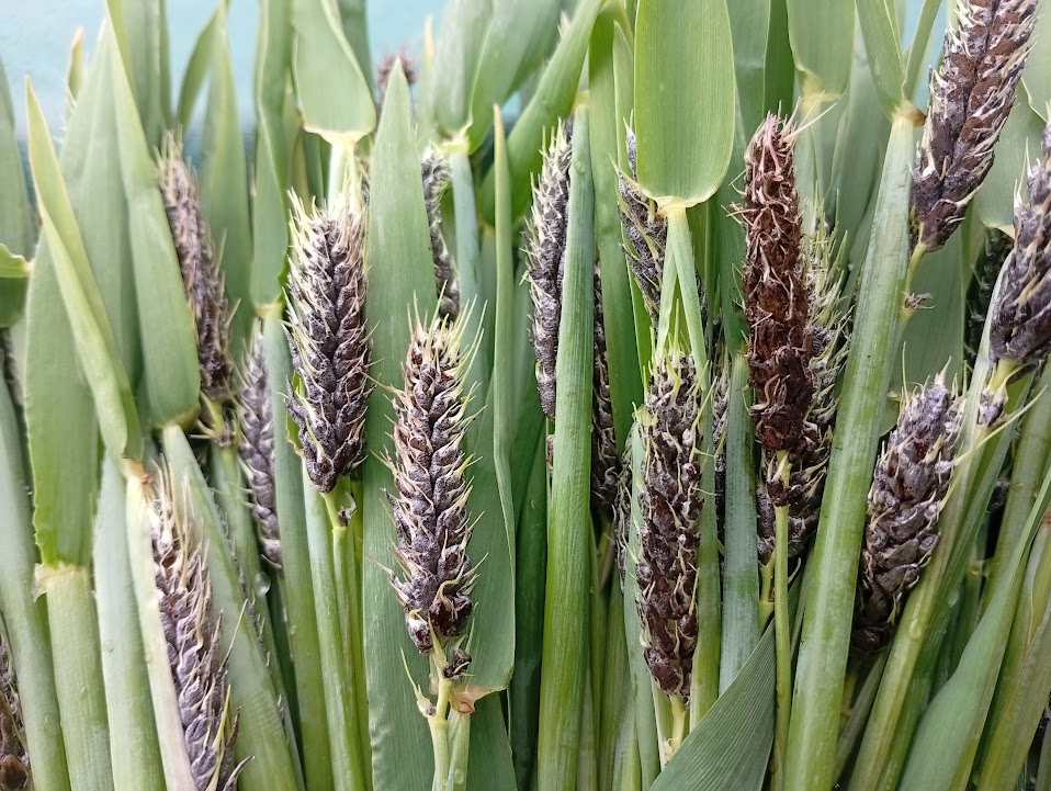 裸黒穂病にかかった穂