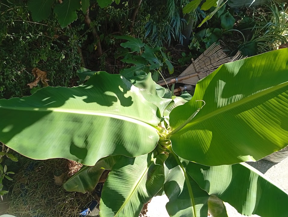 前の２枚は大きかった