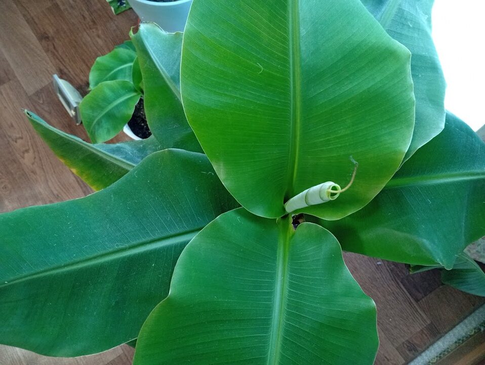 ５月３０日新葉