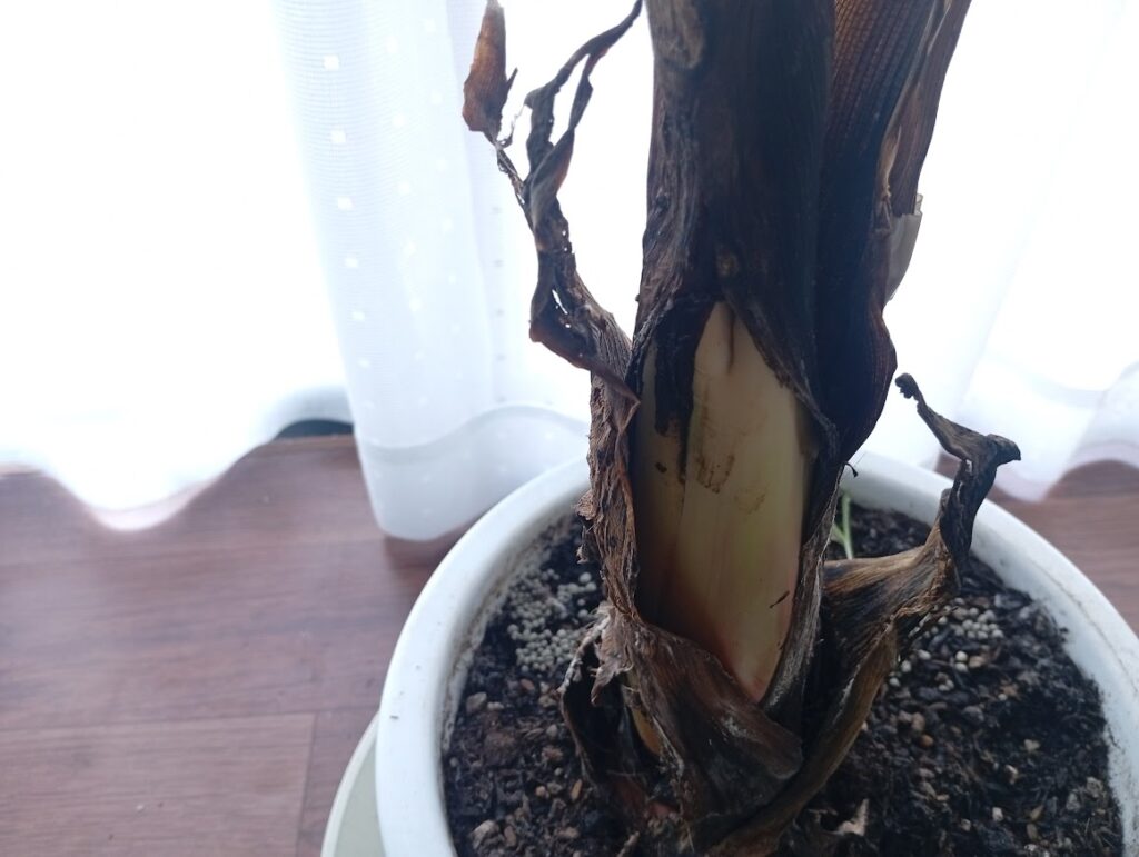 根元が膨らむ